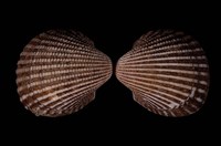 藏品(球毛蚶)的圖片